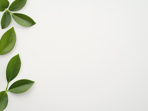 Fresh green leaves on a white background representing team collaboration and the beauty of nature's simplicity