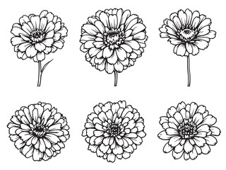 Zinnia vector line art illustration