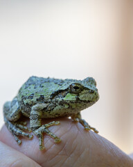 指の上に乗るアマガエル
