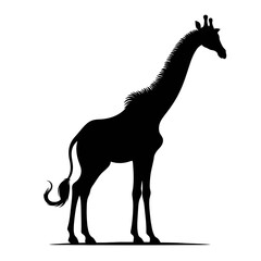 Fototapeta premium Black silhouette of a giraffe standing tall on a white backgroun