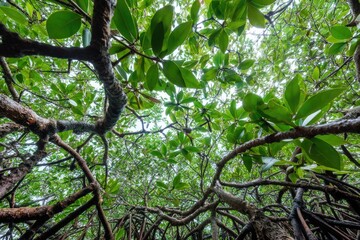 Lush Mangrove Canopy
