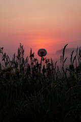 A dandelion at sunrise