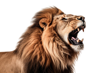 PNG Roaring lion wildlife mammal animal.