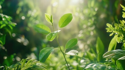 Peaceful botanical scene of budding branch set against out-of-focus greenery