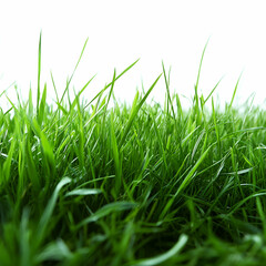 Obraz premium Green grass background image