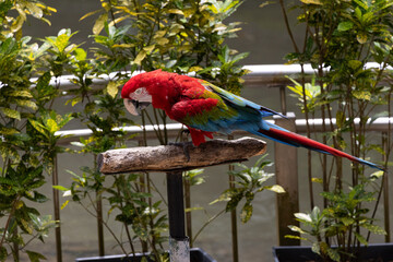Red and green macaw Bird © Sean
