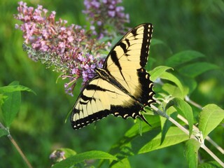 Yellow swallowtail butterfly butterfly bush flowers