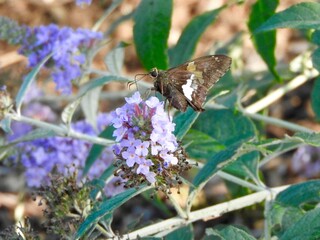 silver spotted skipper moth on purple butterfly bush flower