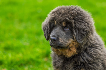 The Tibetan Mastiff puppy portrait