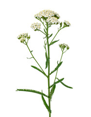 Yarrow stem featuring white flowers, isolated on a transparent background, perfect for graphic design projects