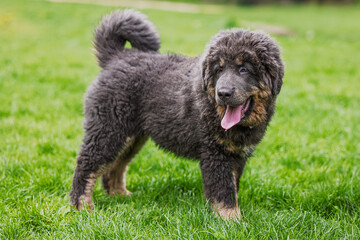 Fototapeta premium The Tibetan Mastiff puppy exhibited standing