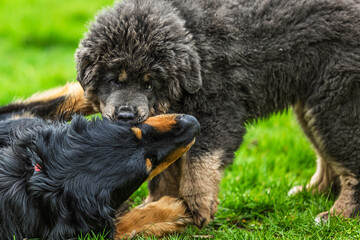 Fototapeta premium The Tibetan Mastiff puppy bites the big dog in the mouth