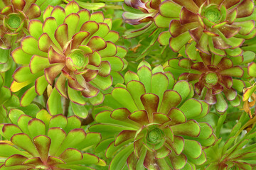 Natura