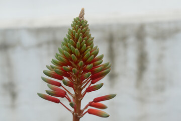 Natura