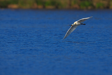The Eurasian spoonbill (Platalea leucorodia) circling the lake