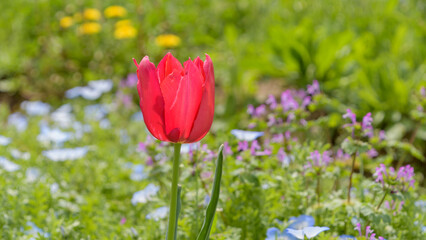 春の庭に咲く赤いチューリップ