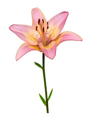 Naklejka premium Pink and yellow lily flower with stem and leaves, isolated on transparent background, ideal for easy compositing