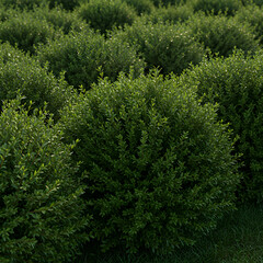 Fototapeta premium Lush Green Bush Background HighResolution Nature Texture Image