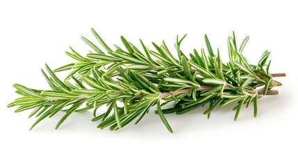 Fototapeta premium Delicate rosemary sprig, fresh herb for culinary and aromatic uses showcased