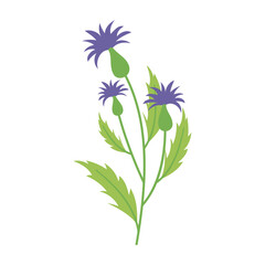 Various colorful flowers with green leaves on a white background. Spring and Summer Season