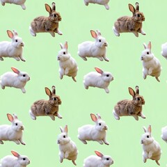 Fototapeta premium bunnies hopping in soft motion loops