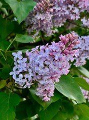 Obraz premium Close-up photo of blooming branches of a light purple lilac bush on a blurred background of green leaves