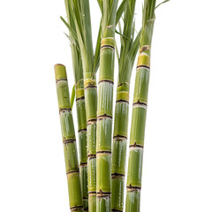 Obraz premium bamboo isolated on white background