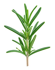 Fototapeta premium Fresh rosemary sprig floating on transparent background