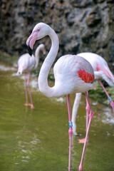 Greater flamingo