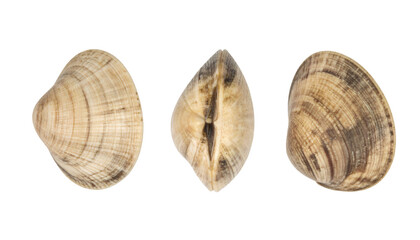 Three clams from different angles isolated on transparent background