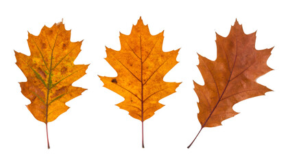 Fototapeta premium Set of three decorative autumn oak leaves from different angles isolated on transparent background