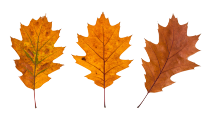 Set of three decorative autumn oak leaves from different angles isolated on transparent background