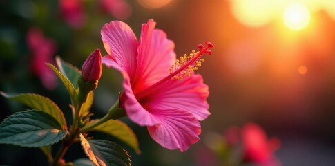 Pink hibiscus, sunset glow, vibrant petals, soft light, stock, close up, photography