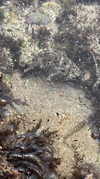 A close view of a Spotted Sea Hare, a large marine gastropod mollusk known for its dark ringed patterns.