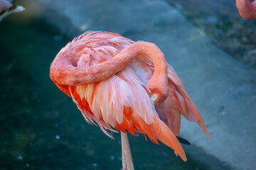 American flamingo