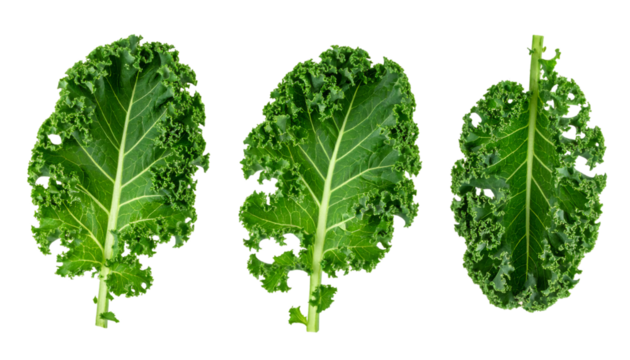 Set of three kale leaves isolated on transparent background with clipping path included