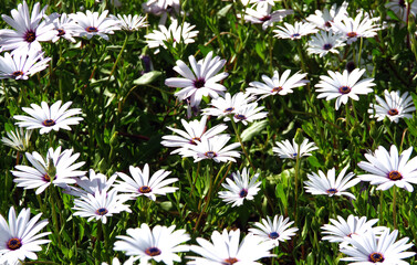 Field of white African Daisy Osteospermum flowers