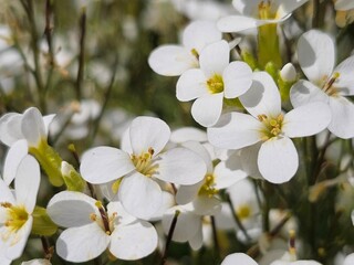blooming apple tree