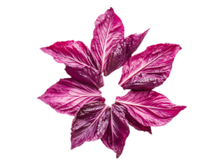 Organic Amaranth Leaves Harvest