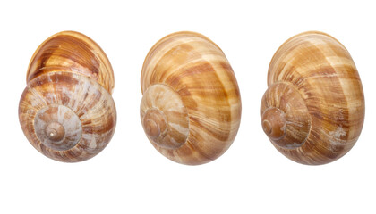 Three Snail Shells Rotating on Transparent Background