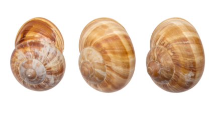 Three Snail Shells Rotating on Transparent Background