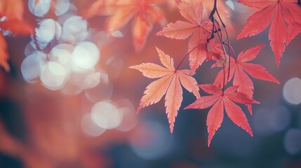 Fototapeta premium Autumnal Serenity: A Close-Up of Vibrant Red Maple Leaves
