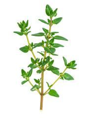 Fototapeta premium Fresh thyme sprig floating on transparent background