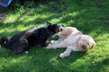 Mixed breed dog playing with Labradoodle on the grass in the garden. Shallow depth of field.