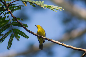 common iora,common lora, srilankan bird, green bird, wallpaper,nature wallpaper,mlitha disanayaka