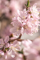 Blossoming branches of trees. Pink flowers