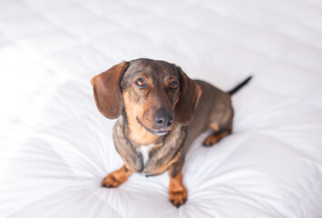 Selective focus horizontal view of senior smooth-haired tan-red dachshund sitting in profile on bed...