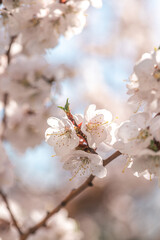 Blossoming branches of trees. Pink flowers