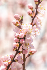 Obraz premium Blossoming branches of trees. Pink flowers