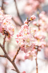 Blossoming branches of trees. Pink flowers